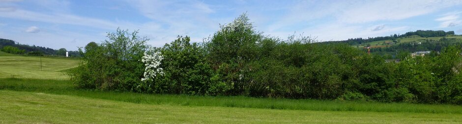 Hecke von rechts im Bild zieht sich nach links eine hohe, wilde Hecke, welche den blauen Himmel von der Wiese trennt.